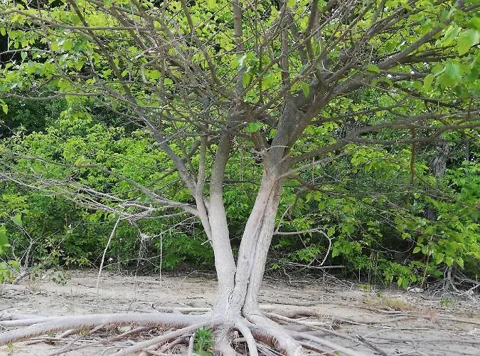 Tobo House Along The River Danube * Radvaň nad Dunajom